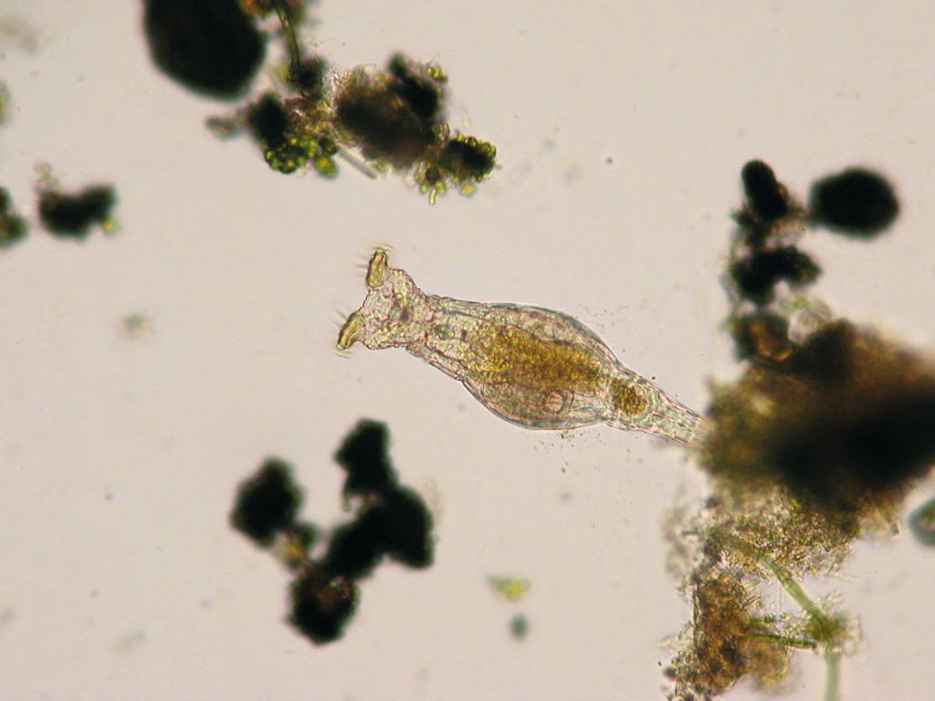 Un rotifère bdélloïde, un exemple d'organismes qui peuplent les urnes des sarracénies (cliché D. H. Zanette/domaine public).
