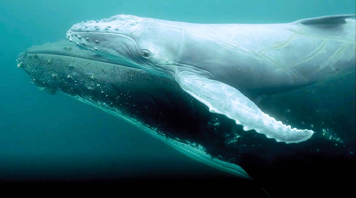 Veau de rorqual à bosse dans les eaux claires de Silver Banks, Atlantique Nord tropical (cliché J.-P. Sylvestre).